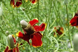 Dwarf Red Coneflower Seeds, Mexican Red Hat, Columnar Upright Prairie, FREE SHIP - £1.31 GBP+