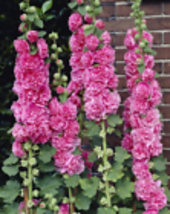 Chaters Double Bright Pink Hollyhock Flower Seeds 10 Seeds - £7.97 GBP