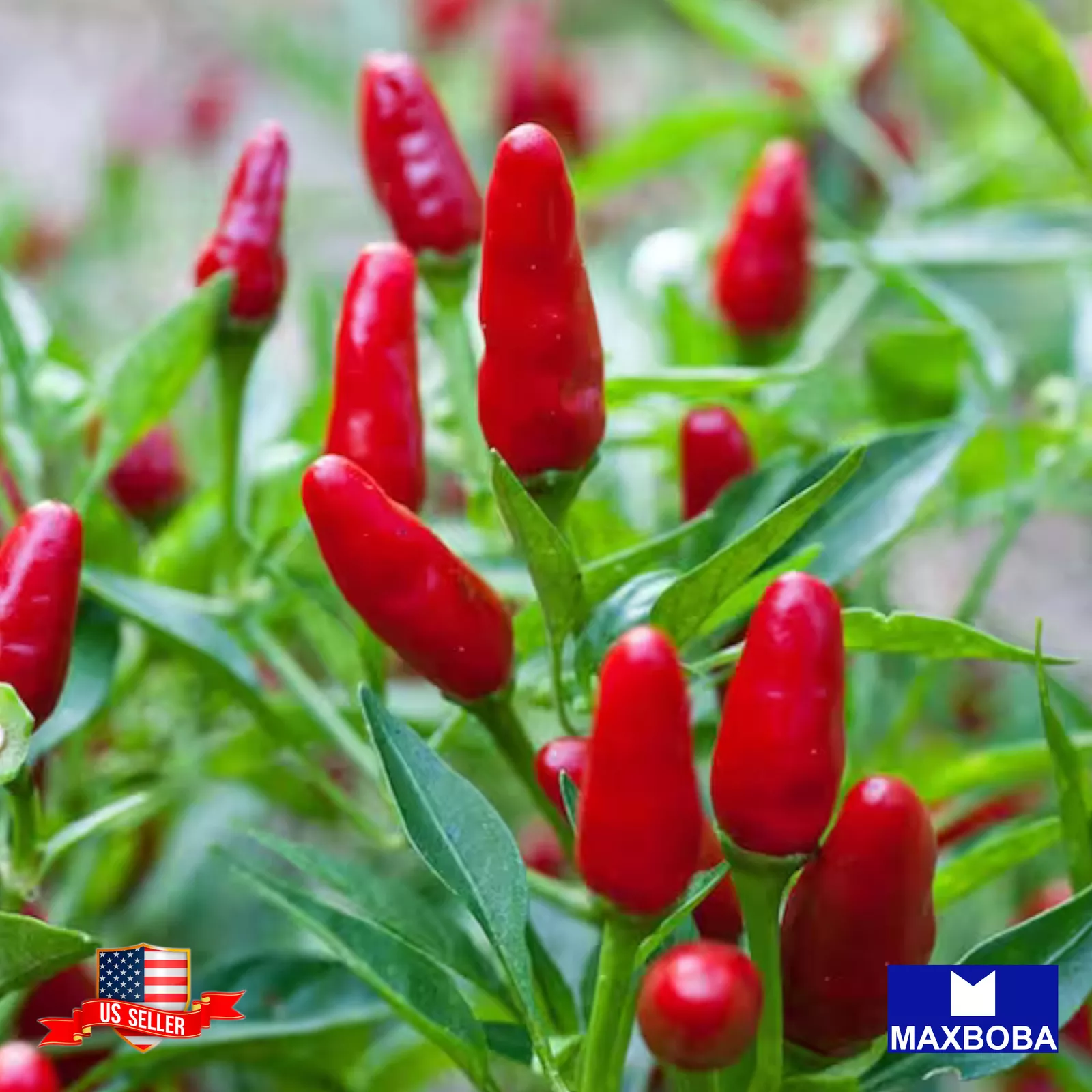 200 Hot Pepper Fresh Seeds Thai Bird Non-GMO Heirloom Vegetable BOGO 50%... - $9.67