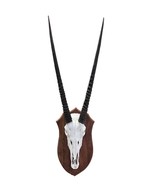 Oryx Skull - African Trophy Gemsbok Antelope Horn + Skull and Shield (30... - €280,92 EUR