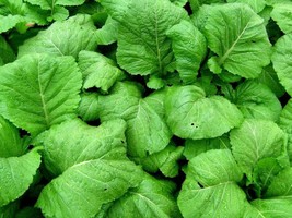 TISSEEDS 200 Florida Broadleaf Mustard Green Seeds Shealihong Vegetable FAST SHI - £6.94 GBP