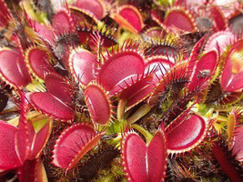 Dionaea muscipula Big Mouth Venus flytrap - £3.41 GBP