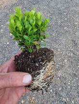 SEPTH True Dwarf English Boxwood ( buxus ) - Starter Plant ( 7m ) ( 1 li... - £28.21 GBP