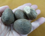 (tn-5) 4 small natural Tagua Nut whole nuts for craft Carving Dried plai... - $15.88
