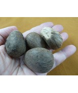 (tn-5) 4 small natural Tagua Nut whole nuts for craft Carving Dried plai... - $21.71 CAD