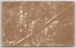 RPPC Unique Bird On Tree Branch Real Photo Postcard C41 - £7.94 GBP