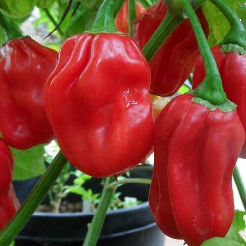 MBK Red Habanero Pepper Seeds Heirloom Non-Gmo Seed Store 1004 Fresh Garden - $8.79