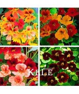 SL 100 Creeping Tropaeolum Majus Nasturtium Flower Seeds Mixed Colors - $9.68