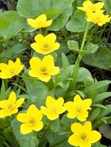 Sale 200 Seeds Yellow Swamp Marigold Bidens Aristosa Mutica Flower  USA - £7.78 GBP