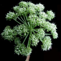 USA Seller Giant Angelica Seeds Fresh Organic Angelica Atropurpurea Seeds, White - $13.99