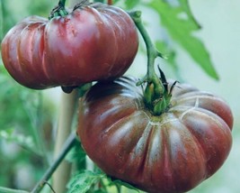 Fresh Garden Purple Calabash Tomato Seeds | Heirloom | Organic - £7.47 GBP