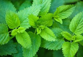  Lemon Balm Seeds Non-GMO  Culinary Medicinal Herb Garden Seeds |FRESH 200+Seeds - $11.50