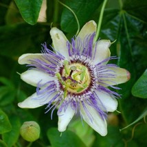 USA Seller Blue Passionflower Seeds Passiflora Caerulea Packet Of 5 Seeds Free S - £14.63 GBP