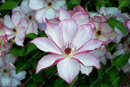 50Pcs  Climbing Clematis Hybridas Flower Plants Vines  Flower Plants Planting Pe - $5.99