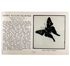 Long Tailed Skipper Butterfly Print 1934 America Antique Insect Art PCBG14A - £15.72 GBP
