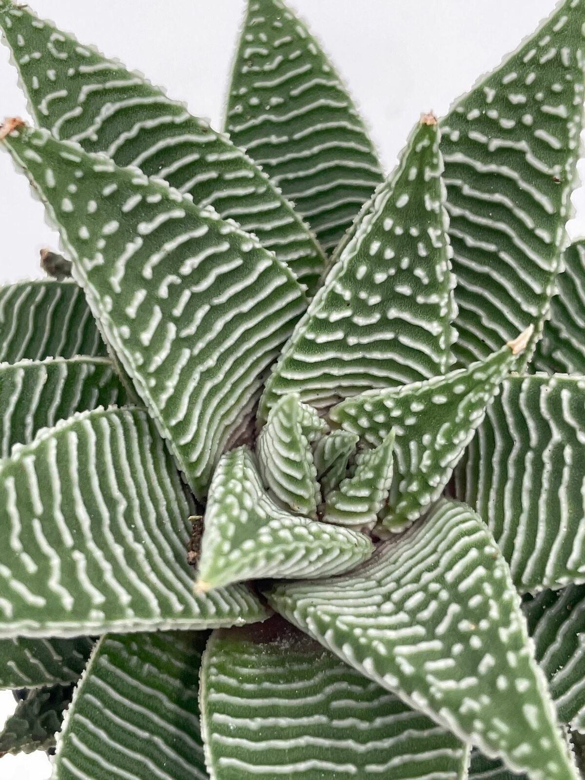 Haworthia Limifolia, Lace Aloe , Variegated White Aloe Plant, Ribbed Freckles, W Item image 9
