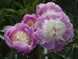 5 Heirloom Big-leaf Hydrangea Purple Peony Tree Flowers Seeds - $10.10