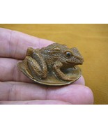 tb-frog-16) Frog Toad Tagua NUT palm figurine Bali detailed carving I lo... - $46.27