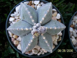 Astrophytum multicostatum 6 ribs myriostigma exotic rare cactus seed 50 SEEDS - £11.00 GBP