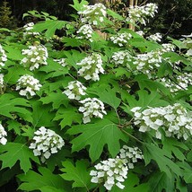 40 White Oak Leaf Hydrangea Quercifolia Shrub Flower Seeds US Seller Fast Shippi - £5.76 GBP