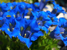 Seeds 15 Blue Stemless Gentian Gentiana Acaulis Kochiana Flower Seeds *Comb Sh - $27.00