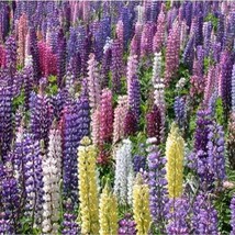 Lupine Russell Strain Mixture Nice Flower By Seed Kingdom 500 Seeds Fres... - £12.90 GBP