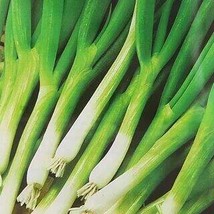 Chinese Green Leek Vegetables, 50 Seeds - $10.29