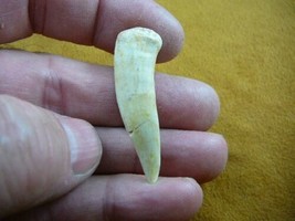 (f510-11) 1-1/8&quot; Enchodus Saber toothed Herring fish tooth Fossil I love... - $14.01