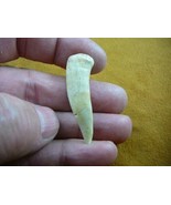 (f510-11) 1-1/8&quot; Enchodus Saber toothed Herring fish tooth Fossil I love... - $19.22 CAD