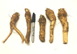 Horseradish Crowns / Roots / Plants - Easy To Grow - Hot, Vigorous, & Productive - £9.33 GBP+