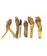 Horseradish Crowns / Roots / Plants - Easy To Grow - Hot, Vigorous, &amp; Pr... - $16.23 CAD+