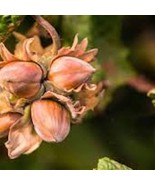5 American Hazelnut Tree 12-24In Tall Corylus Americana Native Bare Root... - $80.00