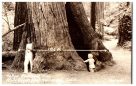 Zan-258 Hollow Redwood Muir Woods National Monument California RPPC Postcard - £11.83 GBP