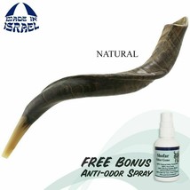 Shofar koudou casher yéménite naturel 16&quot;-18&quot; (40-45cm) Israël - $82.78