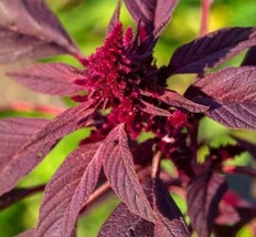 BPA Amaranth Seeds 1000 Red Garnet Herb Garden Micro-Greens Non-Gmo From US - £7.18 GBP