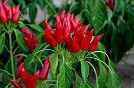 25 Seeds Mirasol Chile Pepper Vegetables Garden - $9.77