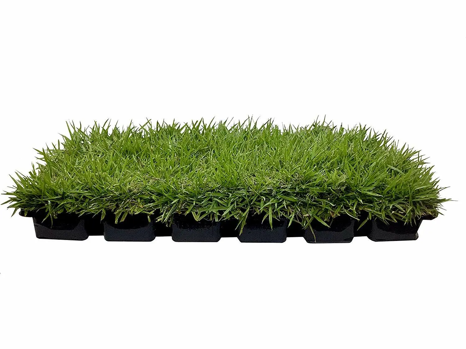 Zoysia Sod Plugs Extra Large 3&quot;&quot; x 3&quot;&quot; Drought Salt &amp; Shade Turf Grass - £64.45 GBP