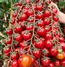 Guashi Store 100 Seeds Waterfall Tomatoes Seeds Sweet High Yield Heirloom Organi - £7.02 GBP