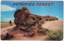 Postcard Famous Old Faithful Log Petrified Forest Holbrook AZ Arizona - $2.96