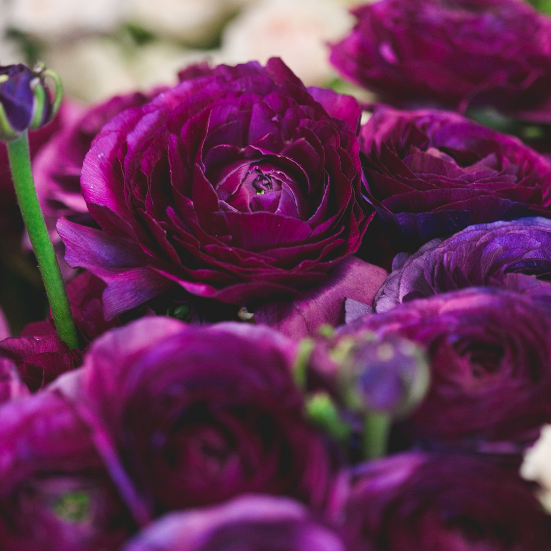 'Zi Yuren' Dark Purple Ranunculus Asiaticus Perennial Flower 20 PCS ...