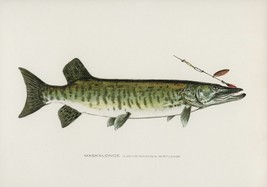 11779.Decor Poster.Room home Wall design art.Fish.Maskalonge Kirtland.Fishing - £12.74 GBP+