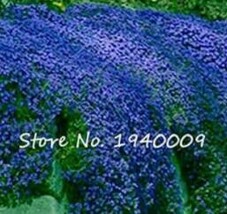 200 seeds Creeping Thyme Bonsai Flower Bonsai Rock Cress Ground Cover Ma... - $9.75