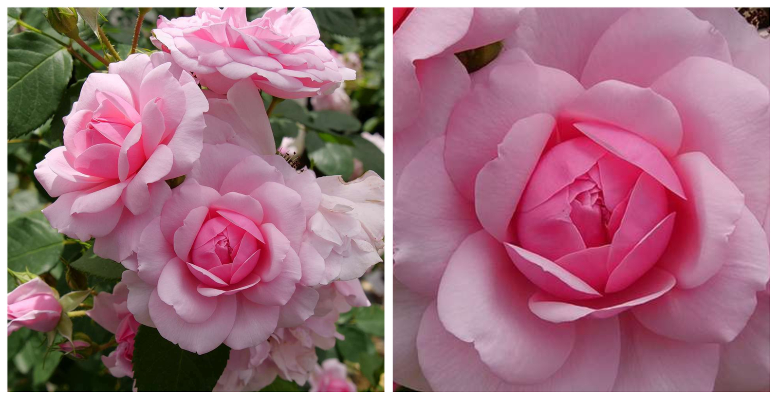 REMINISCENTt Pink Rose - Outdoor Living - Gardening - 4" Pot - C2 - £44.09 GBP
