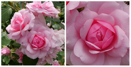 REMINISCENTt Pink Rose - Outdoor Living - Gardening - 4&quot; Pot - C2 - £43.75 GBP