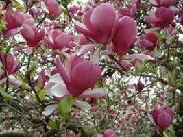  Yulan Magnolia Seeds Purple Tree Flower Seeds, 10 seeds, hybrid fragran... - $9.89