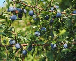 2 Drape Blueberry - 1 Quart SIZED PLANT Shipped Bare Root - £30.50 GBP