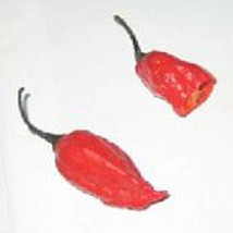 Naga Jolokia Hot Peppers Seeds Fresh Seeds USA - $12.80