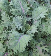 500+ Red Russian Kale Seeds Healthy Vegetable Greens Survival - £8.07 GBP