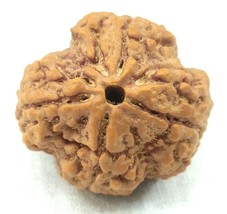 Super Collector Size 4 Mukhi rudraksha - Nepal - 25 mm - Lab Certified - $74.78