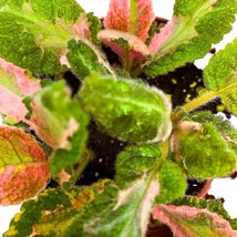 Episcia Picasso, 2 inch Rare Variegated Flame Violet Flowering gesneriad - £14.73 GBP